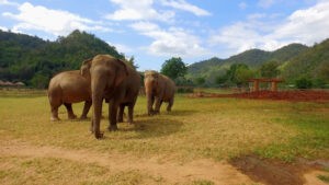 泰國曼谷北碧野生動物園5日遊