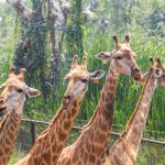 探索北碧府野生動物園：Kanchanaburi Safari Park的奇妙之旅