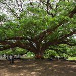 百年巨樹：北碧府的網紅秘境