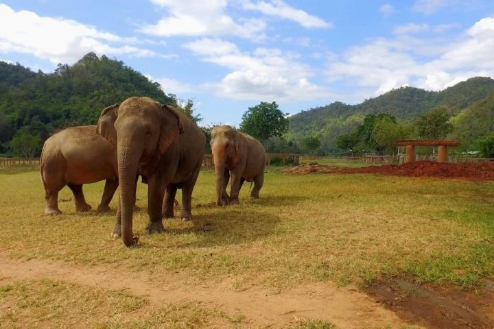曼谷北碧包車5日遊｜賽佛瑞動物園・桂河大橋・水世界樂園