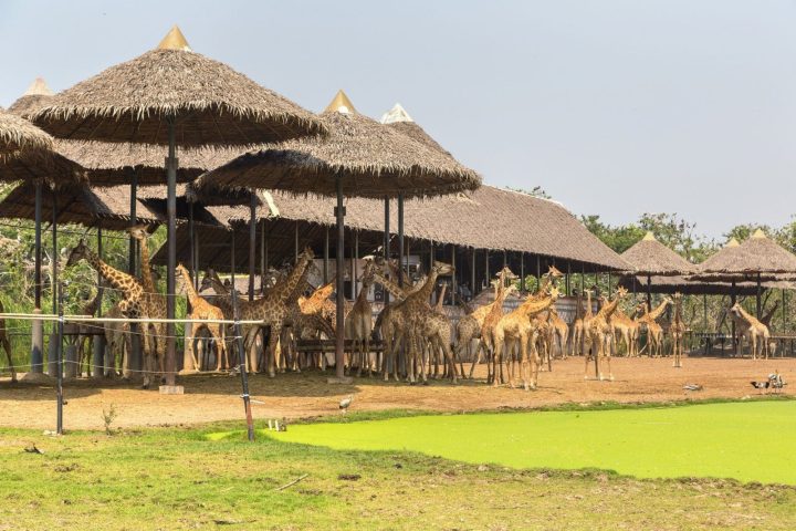 曼谷野生動物世界 Safari World 攻略|門票價格、兩大園區表演時間表、餵長頸鹿與包車交通指南