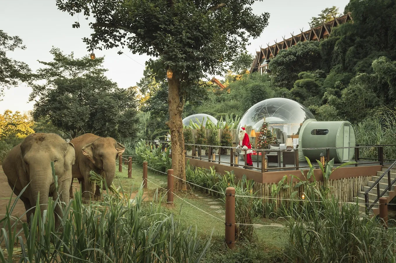 森林泡泡屋星空住宿