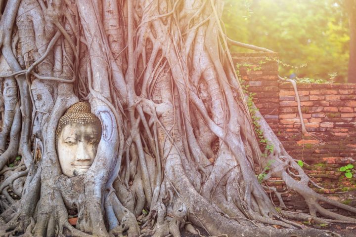 大城樹中佛攻略|瑪哈泰寺歷史、拍照禮儀與交通順遊