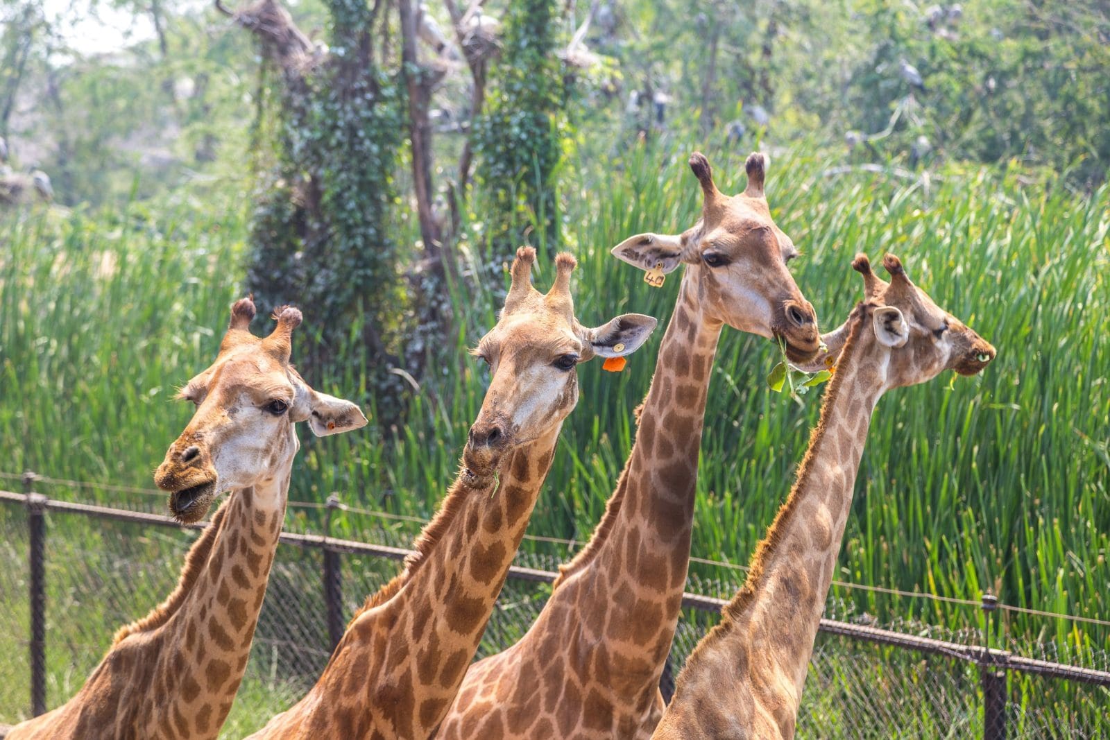 北碧野生動物園與長頸鹿互動園區