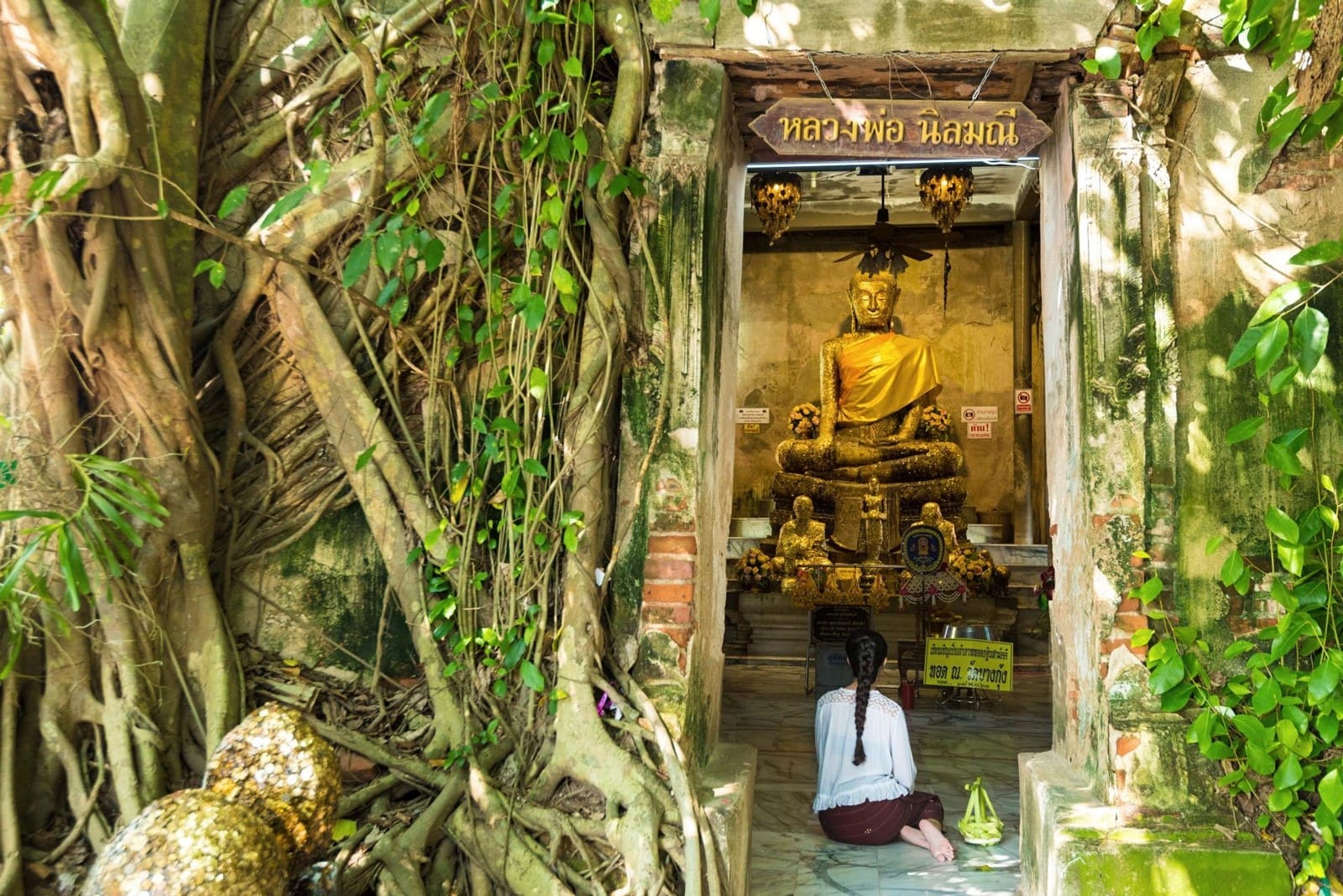 樹中佛寺