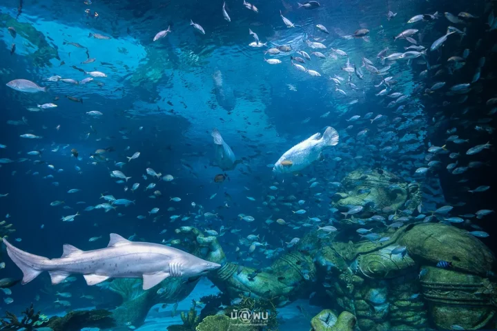 普吉水族館與青蛙夜市一日遊