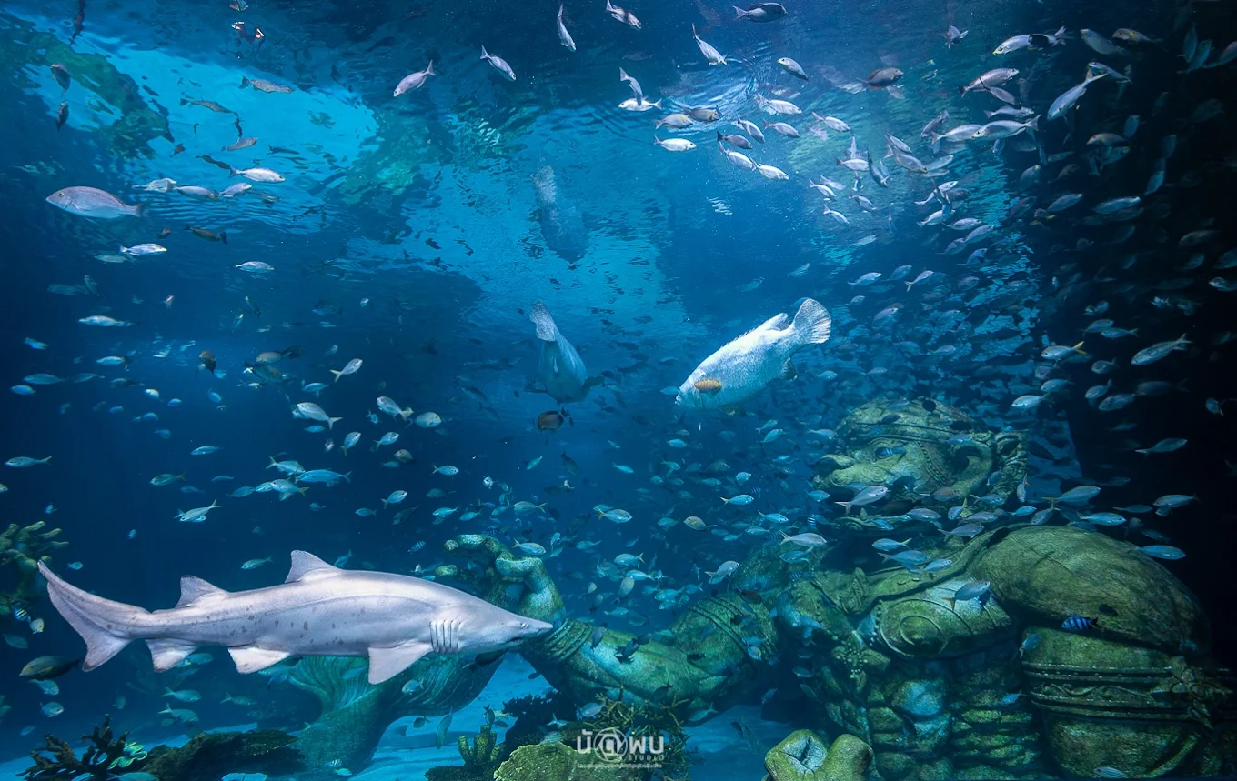 AQUARIA水族館