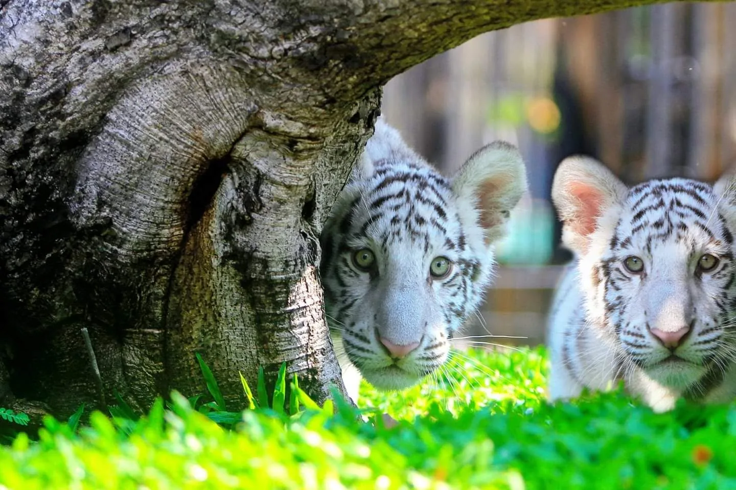 華欣野生動物園樹蔭旁的白虎