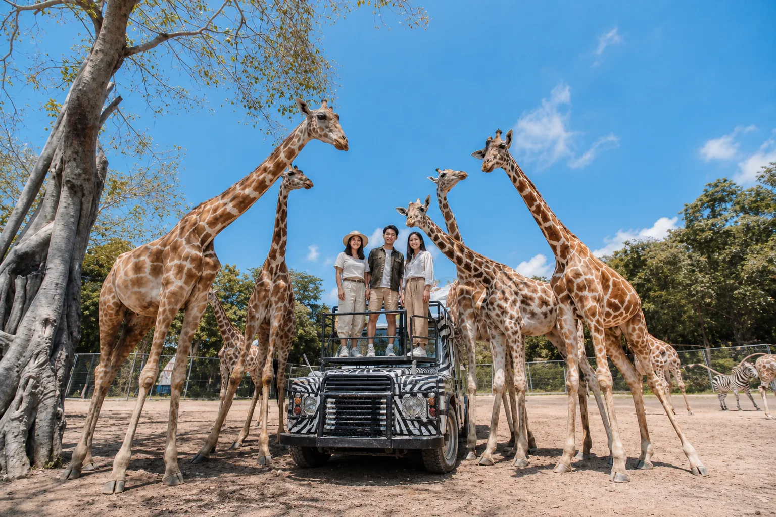 北碧野生動物園長頸鹿與遊園車