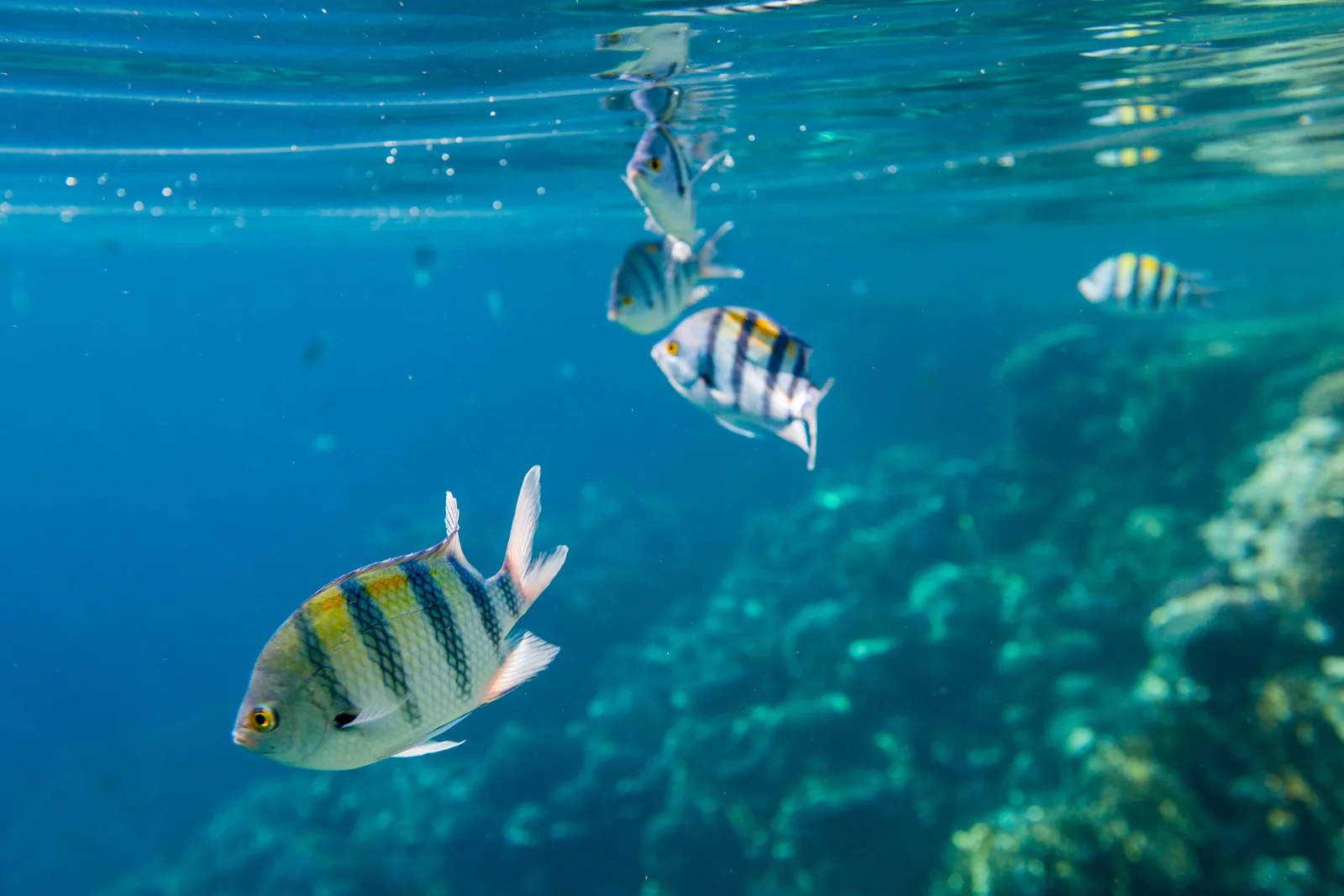 沙美島淺水海域的熱帶魚
