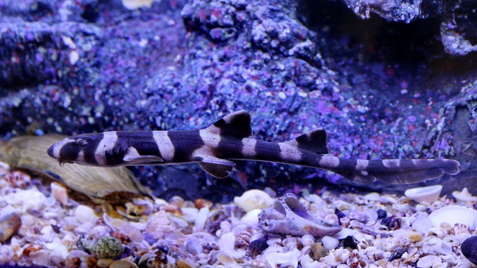 水族箱裡一條身上有深色橫紋的小竹鯊趴在貝殼與碎石上
