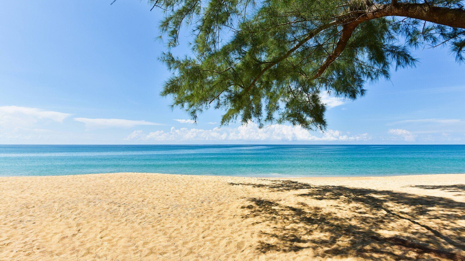 樹蔭下的邁考海灘，細白沙灘前是平靜的藍色海面